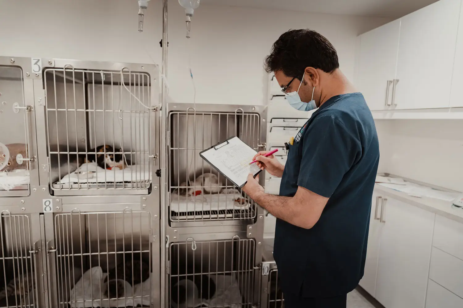 Checkup Routine, Vet clinic