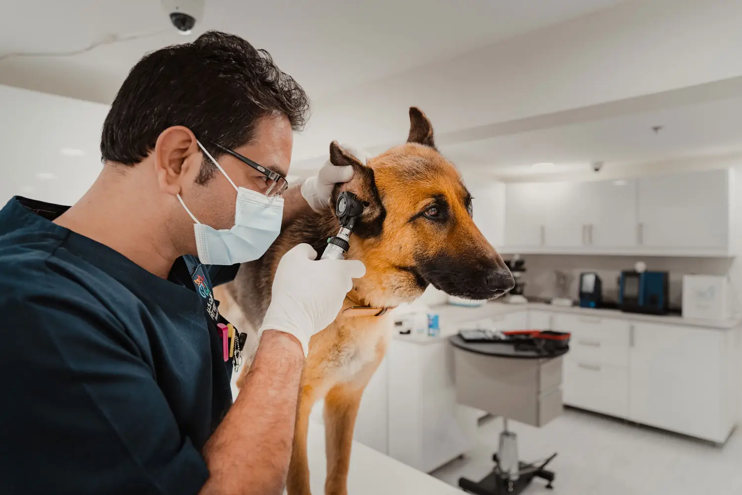 Vet service in Doha
